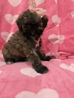 Bella , a female Shihpoo for sale in Merritt Island, FL – 4 of 8