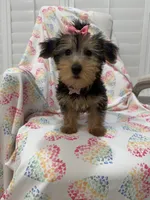 Ashley , a female Yorkshire Terrier for sale in Merritt Island, FL – 10 of 10