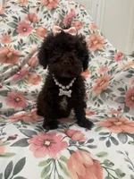 Zoey , a female Poodle - Toy  for sale in Merritt Island, FL – 10 of 10