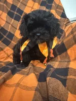 Zander , a male Shihpoo for sale in Merritt Island, FL – 5 of 10