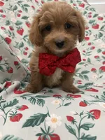 Cooper , a male Poodle - Miniature  and Cavachon for sale in Merritt Island, FL – 7 of 10