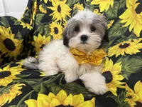 Maverick , a male Mal Shi for sale in Merritt Island, FL – 9 of 10