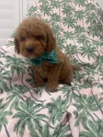 Jagger , a male Poodle - Miniature  and Cavachon for sale in Merritt Island, FL – 2 of 7