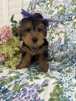 Ashley , a female Yorkshire Terrier for sale in Merritt Island, FL – 6 of 10