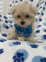 Teddy , a male Morkie for sale in Merritt Island, FL – 5 of 9