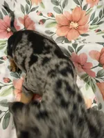 Sprinkles , a male Miniature Dachshund for sale in Merritt Island, FL – 2 of 9