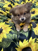 Koda , a male Pomeranian for sale in Merritt Island, FL – 3 of 10