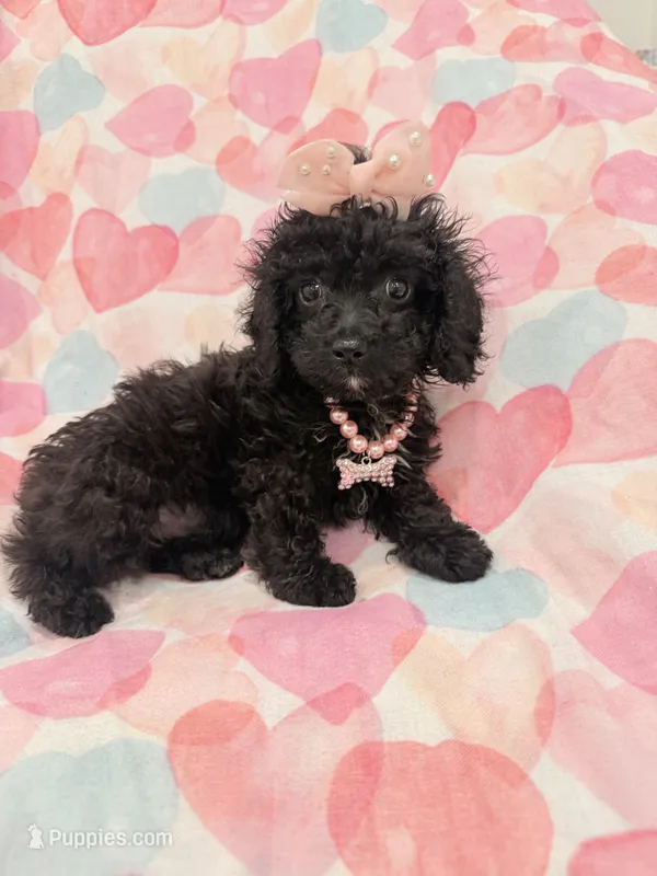 Pepper  – Poodle - Miniature , Cavachon puppy for sale in Merritt Island, FL