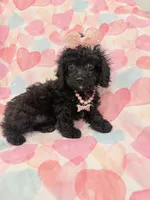 Pepper , a female Poodle - Miniature  and Cavachon for sale in Merritt Island, FL – 1 of 10