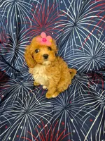 Lexi , a female Poodle - Miniature  and Cavachon for sale in Merritt Island, FL – 3 of 7