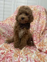 Kennedy , a male Poodle - Miniature  for sale in Merritt Island, FL – Photo 3 of 6