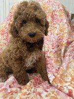Kennedy , a male Poodle - Miniature  for sale in Merritt Island, FL – Photo 1 of 6