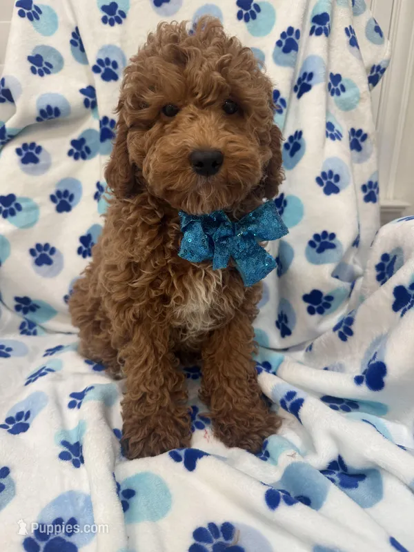 Kennedy  – Poodle - Miniature  puppy for sale in Merritt Island, FL