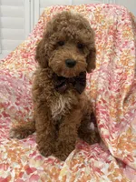 Kennedy , a male Poodle - Miniature  for sale in Merritt Island, FL – Photo 5 of 6