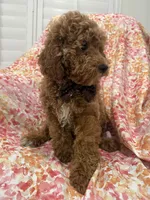 Kennedy , a male Poodle - Miniature  for sale in Merritt Island, FL – Photo 2 of 6