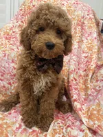 Kennedy , a male Poodle - Miniature  for sale in Merritt Island, FL – Photo 4 of 6