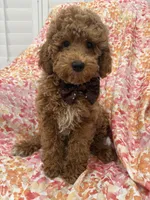 Kennedy , a male Poodle - Miniature  for sale in Merritt Island, FL – Photo 6 of 6