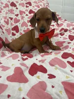 Tater Tot , a male Miniature Dachshund for sale in Merritt Island, FL – 3 of 10