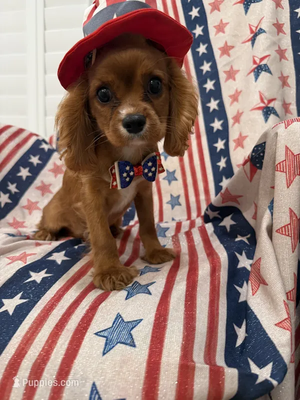 Rhett – Cavalier King Charles Spaniel puppy for sale in Merritt Island, FL