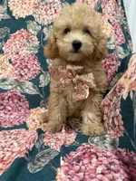 Oakley , a male Poodle - Miniature  for sale in Merritt Island, FL – 8 of 8