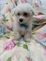 Jake , a male Bichon Frise for sale in Merritt Island, FL – 3 of 6