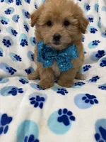Oakley , a male Yorkipoo for sale in Merritt Island, FL – 6 of 7