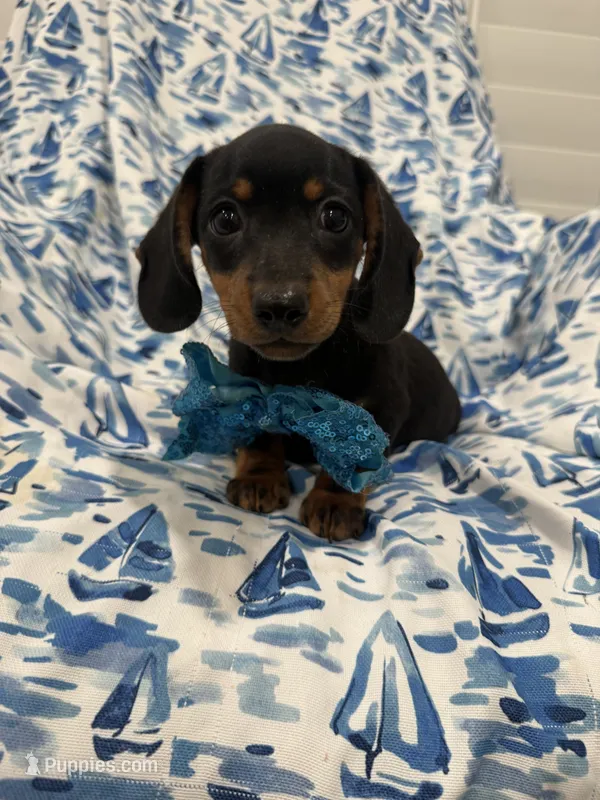 Frankie  – Miniature Dachshund puppy for sale in Merritt Island, FL