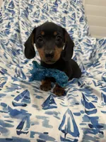Frankie , a male Miniature Dachshund for sale in Merritt Island, FL – 1 of 9