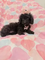 Pepper , a female Poodle - Miniature  and Cavachon for sale in Merritt Island, FL – 10 of 10