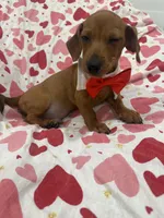 Tater Tot , a male Miniature Dachshund for sale in Merritt Island, FL – 2 of 10
