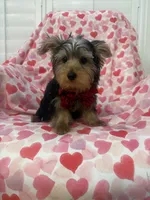 Cooper , a male Yorkshire Terrier for sale in Merritt Island, FL – 6 of 9