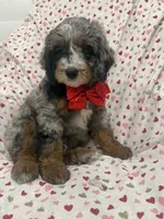 Merlin , a male Miniature Bernedoodle for sale in Merritt Island, FL – 4 of 10