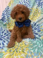 Riley , a male Poodle - Miniature  for sale in Merritt Island, FL – 8 of 10