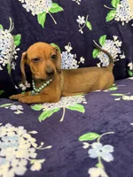 Izzy , a female Miniature Dachshund for sale in Merritt Island, FL – 4 of 9