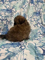 Gizmo , a male Shihpoo for sale in Merritt Island, FL – 5 of 6