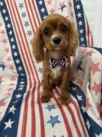 Rhett, a male Cavalier King Charles Spaniel for sale in Merritt Island, FL – 2 of 9