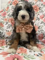 Slater , a male Bernedoodle for sale in Merritt Island, FL – 4 of 10