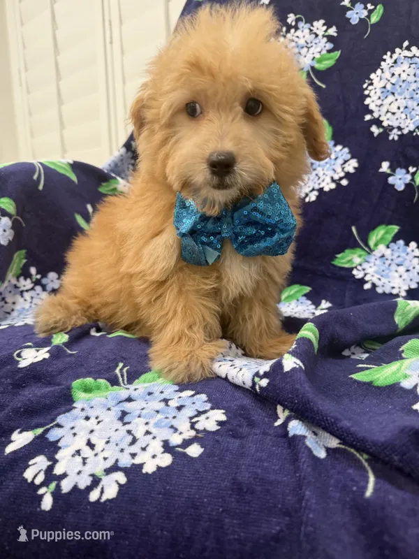 Oakley  – Yorkipoo puppy for sale in Merritt Island, FL