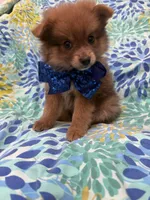 p, a male Pomeranian for sale in Merritt Island, FL – 2 of 9