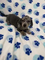 Grayson , a male Miniature Dachshund for sale in Merritt Island, FL – Photo 9 of 9