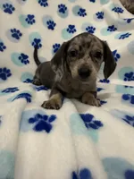 Grayson , a male Miniature Dachshund for sale in Merritt Island, FL – Photo 5 of 9