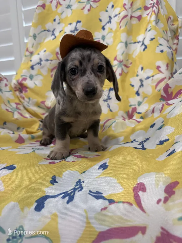 Grayson  – Miniature Dachshund puppy for sale in Merritt Island, FL