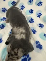 Grayson , a male Miniature Dachshund for sale in Merritt Island, FL – Photo 3 of 9