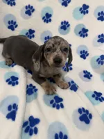 Grayson , a male Miniature Dachshund for sale in Merritt Island, FL – Photo 7 of 9