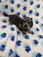 Grayson , a male Miniature Dachshund for sale in Merritt Island, FL – Photo 8 of 9