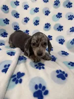 Grayson , a male Miniature Dachshund for sale in Merritt Island, FL – Photo 6 of 9