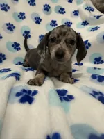 Grayson , a male Miniature Dachshund for sale in Merritt Island, FL – Photo 4 of 9