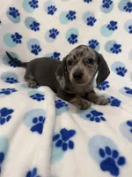 Grayson , a male Miniature Dachshund for sale in Merritt Island, FL – Photo 1 of 9