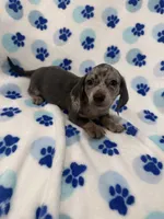 Grayson , a male Miniature Dachshund for sale in Merritt Island, FL – Photo 2 of 9