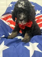 Pepper , a male Bernedoodle for sale in Merritt Island, FL – 2 of 8